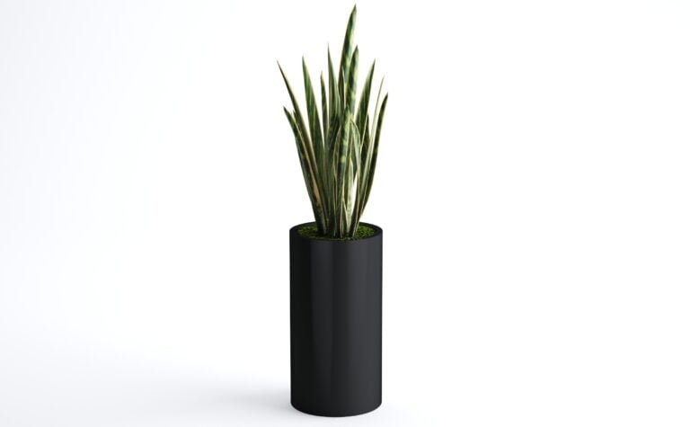 Sansevieria