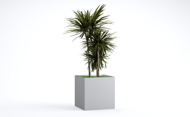 Dracaena Marginata Tree