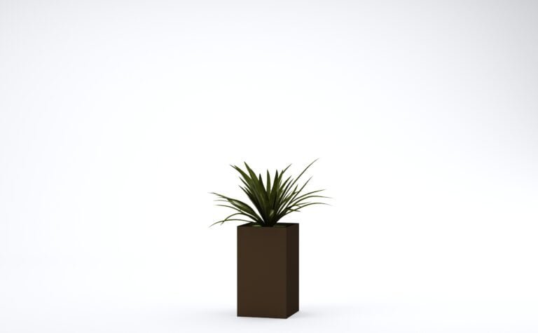 Dracaena